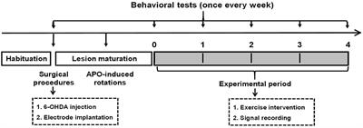 Exercise Improves Movement by Regulating the Plasticity of Cortical Function in Hemiparkinsonian Rats